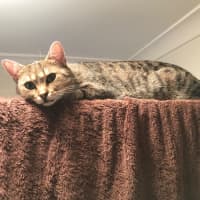 Photo of Max And Bunny (Bonded Pair)