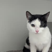 Photo of Posie 
