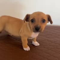 Photo of Crystal & Echo