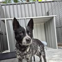 Photo of Snowy! ❄️