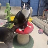 Photo of Tommy And Sammy