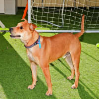 Photo of Koda