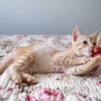 Photo of Rex