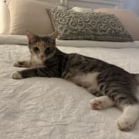 Photo of Lady