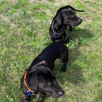 Photo of Dallas & Dexter   7 Year Old Dachshund X