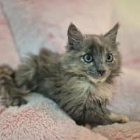 Photo of Cleo