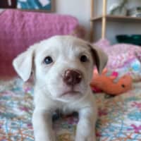 Photo of Cookie