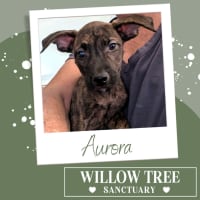 Photo of Aurora
