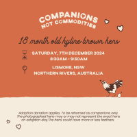 Photo of Rescue Hens