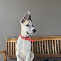 Photo of Blaze