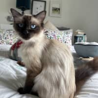 Photo of Dahlia 