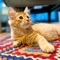 Photo of Salsa   In Foster Care In Brunswick East