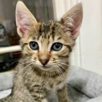 Photo of Gadget