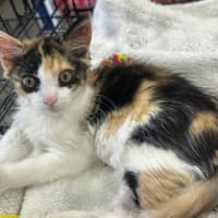 Photo of Cleo 🥰🧶🌸