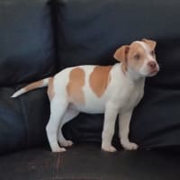 Photo of Gypsy