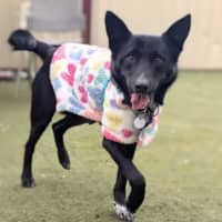 Photo of Bandit