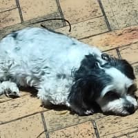 Photo of Toby   10 Year Old Maltese X