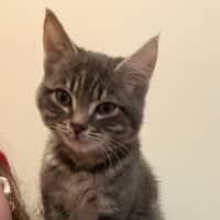 Photo of Shadow
