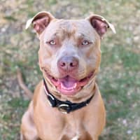 Photo of Harvey