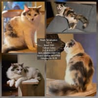 Photo of Lily