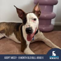 Photo of Missy   8 Month Old Bull Arab X