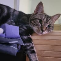 Photo of Galahad