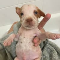 Photo of Reggie/Jingle