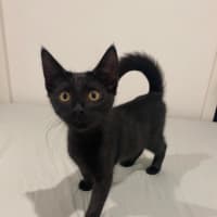 Photo of Panther 