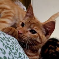 Photo of Hamish