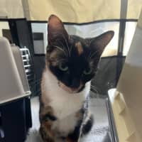 Photo of Maple