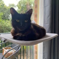 Photo of Toffee (With Nutmeg)