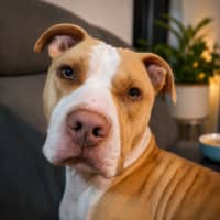 Photo of Django