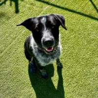 Photo of D1023 Shadow 