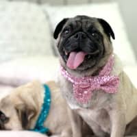 Photo of Hank And Luna 🎈