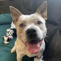 Photo of Bruce