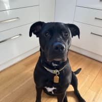 Photo of Cosmo