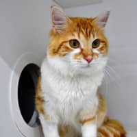 Photo of Macaroni Bob