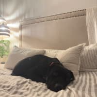 Photo of Boof   3 Year Old Staffy