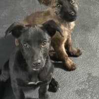 Photo of Trixie 🐶🦄