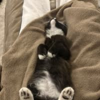 Photo of Tulli   13 Week Old Domestic Medium Hair
