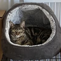 Photo of Starfire   In Foster Care In Brunswick