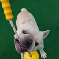 Photo of Biscuit