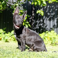 Photo of Riff