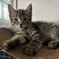 Photo of Cleo
