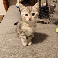 Photo of Kitten Bluebell