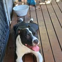 Photo of Indi   1.5 Year Old Staffy