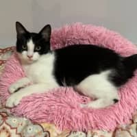 Photo of Postman Cat