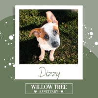 Photo of Dizzy