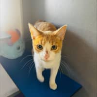Photo of Maple