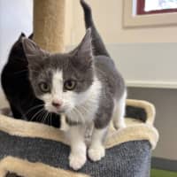 Photo of Tomato Sauce